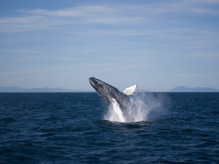 Whale Watching and Northern Lights from Reykjavík, photo 8