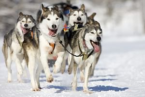 Snowy Trails Husky Safari (10km)