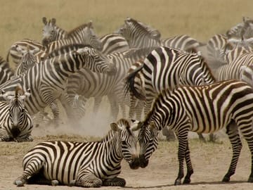 3 Days & 2 Nights Safari – Maasai Mara National Reserve Safari