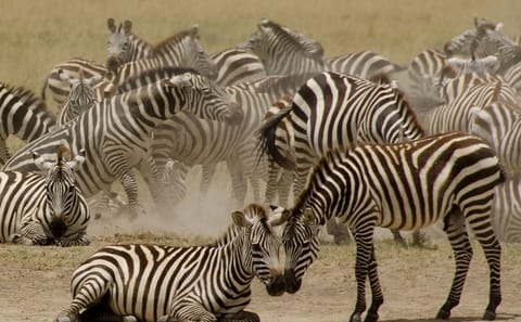 3 Days & 2 Nights Safari – Maasai Mara National Reserve Safari