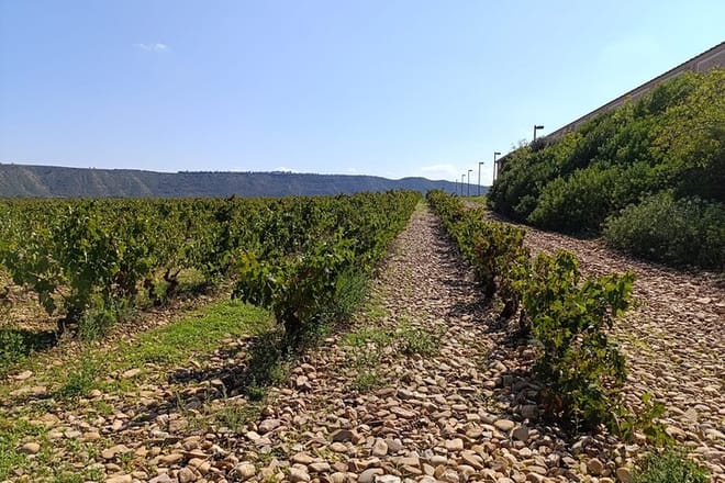 Rioja Day Tour: Explore Three Wineries with Tastings - Photo 13