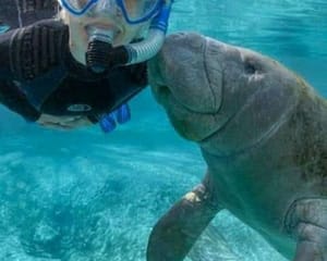 Turtles and Manatees - Snorkeling in Port Ghalib