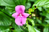 A close-up of a delicate pink orchid-like flower surrounded by vibrant green leaves.