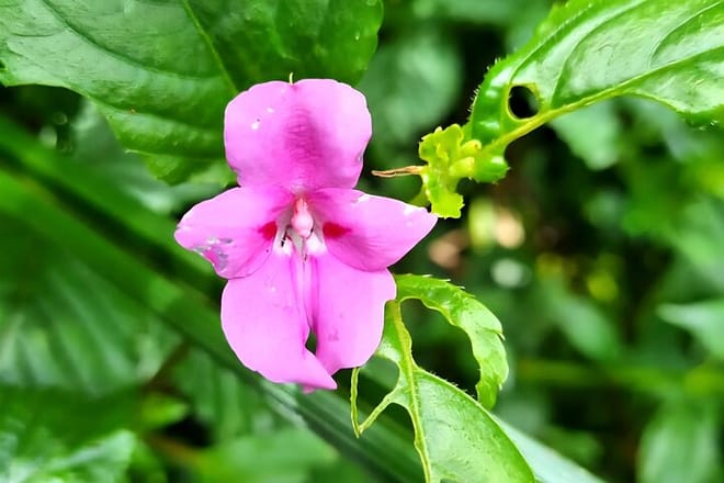 A close-up of a delicate pink orchid-like flower surrounded by vibrant green leaves.