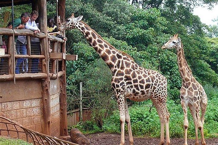 Giraffe Center Guided Tour: Close Encounters with Rothschild Giraffes in Nairobi