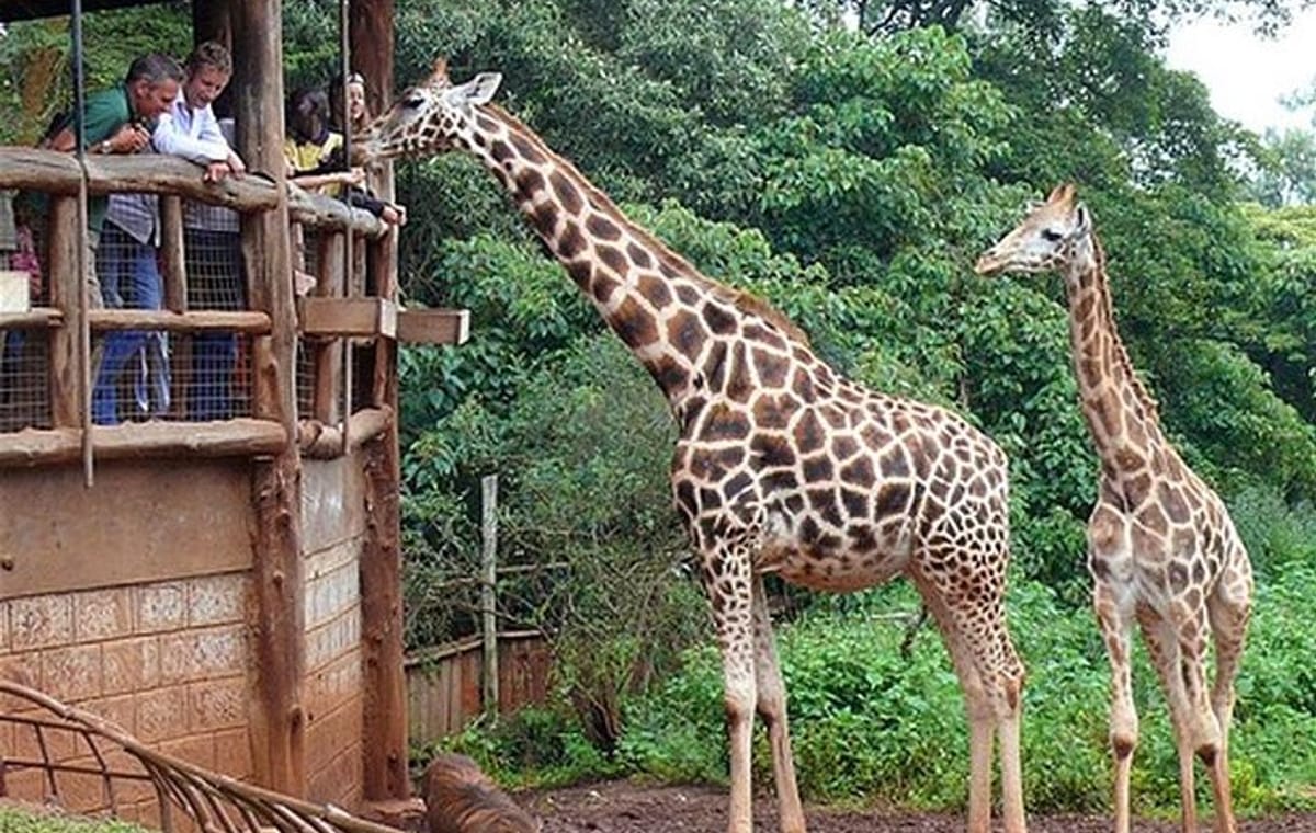Giraffe Center Half-Day Guided Tour from Nairobi