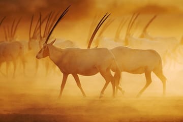 Nature and Wildlife Drive with Lunch- Must do Experience