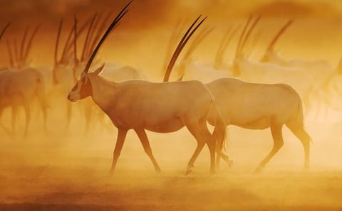 Wildlife Drive and Lunch Experience on Sir Bani Yas Island