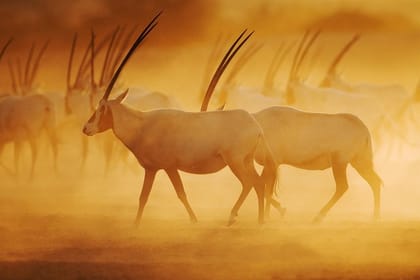 Nature and Wildlife Drive with Lunch- Must do Experience