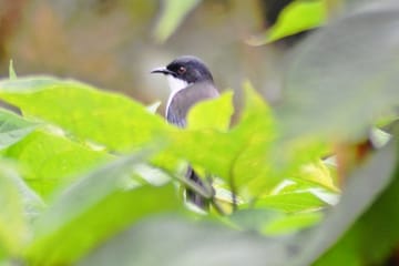 Bird Watching Tour in Doi Inthanon National Park