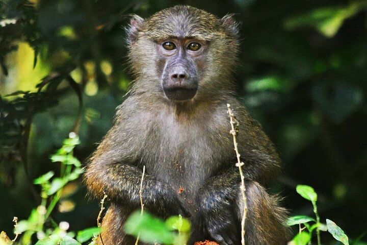 Explore Primates: 10 Days Safari Tour in Uganda