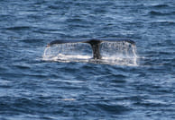 Whales & Sea Angling 2