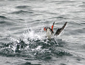 Whales & Puffins 6