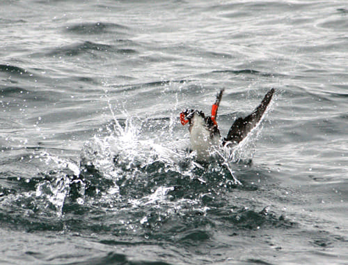 Whales & Puffins 6