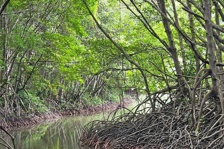 Can Gio Adventure with Wildlife and Culture Experience