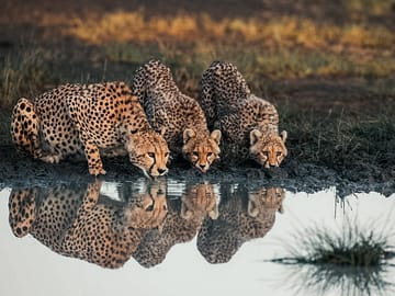 4 Day Tanzania Classic Safari – Tarangire, Serengeti & Ngorongoro crater