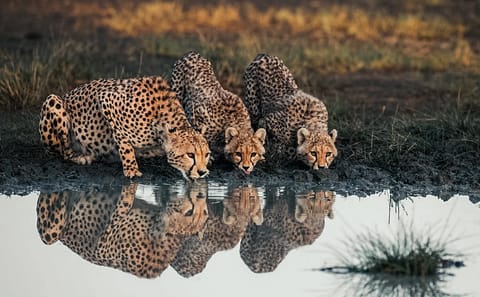 4 Day Tanzania Classic Safari – Tarangire, Serengeti & Ngorongoro crater