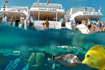Snorkeling Day Trip to Giftun Island from Hurghada