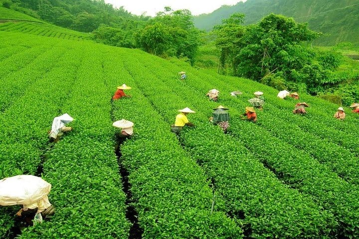 Tea Garden Darjeeling