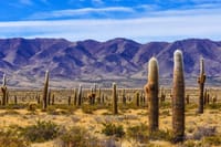 From Salta: Two Full-Day Excursions through Cafayate and Cachi 4