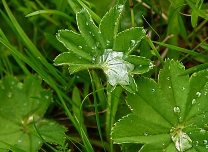 Metsän kutsu Villiyrittikurssi Sumiaisissa Sumiainen