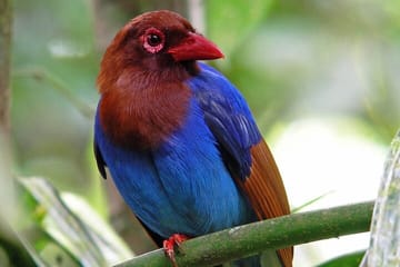 Sinharaja Rain Forest Tour from Bentota