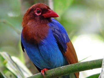 Sinharaja Rainforest Day Tour from Bentota