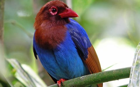 Sinharaja Rainforest Day Tour from Bentota