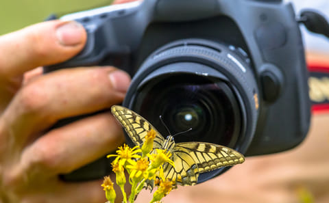 Zanzibar: Step into a Zanzibar’s Butterfly Haven