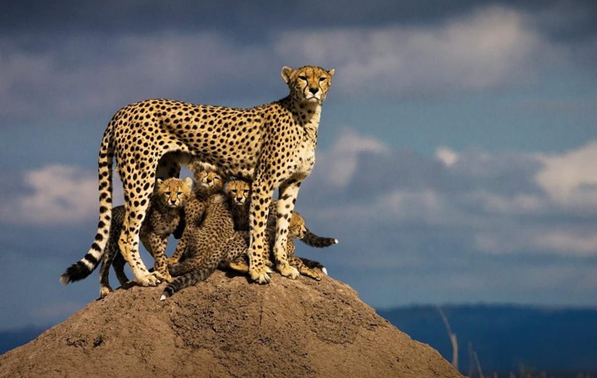 7-Day Maasai Mara, Lake Nakuru, Lake Naivasha & Amboseli Safari from Nairobi