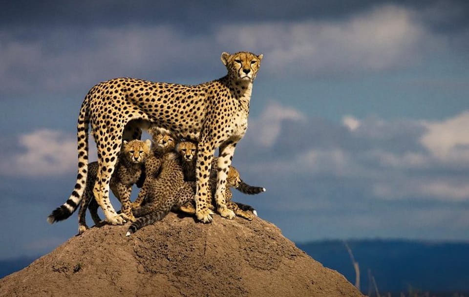 7-Day Safari Tour of Maasai Mara, Lake Nakuru, and Amboseli