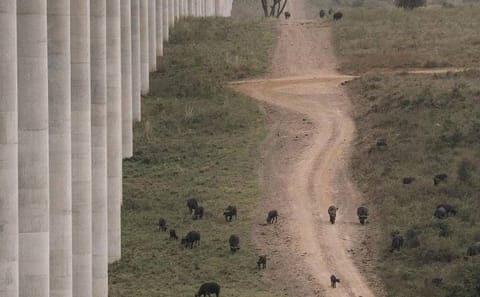 Nairobi National Park Full Day Adventure Tour