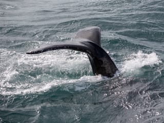 A whale travels through the waves during a whale watching experience in Iceland, home to humpback whales, minke whales, dolphins and rich ma