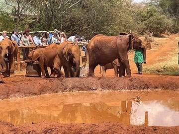 Giraffe Center and David Sheldrick Trust Day Tour in Nairobi