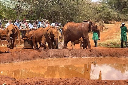 Day Tour to Giraffe Center & David Sheldrick Elephant Trust