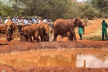 Giraffe Center and David Sheldrick Trust Day Tour in Nairobi