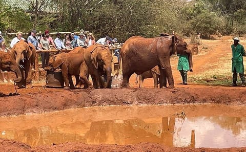 Giraffe Center and David Sheldrick Trust Day Tour in Nairobi