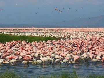 Private Nature Tour of Lake Nakuru and Lake Naivasha