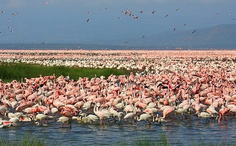 Private Nature Tour of Lake Nakuru and Lake Naivasha