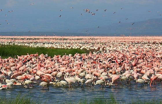 Private Tour: Lake Nakuru Park With Optional Boat Ride at Lake Naivasha