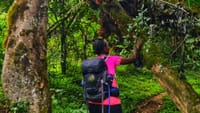 A trekker with a backpack walks through a dense, green rainforest filled with mossy trees.