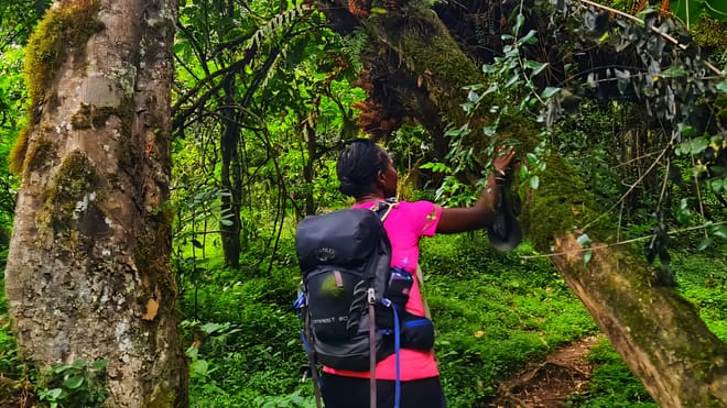 A trekker with a backpack walks through a dense, green rainforest filled with mossy trees.