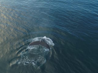 Whale Watching, photo 14