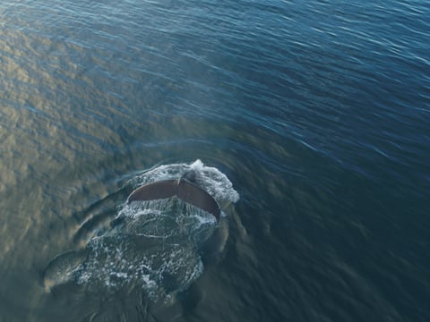 Whale Watching, photo 14