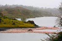 momella lake with flamingoes in Arusha national park