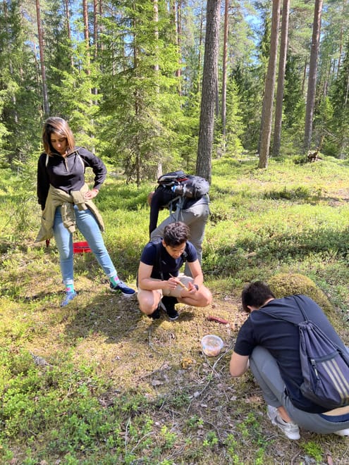 Enjoy the forest and find fascinating mushrooms!