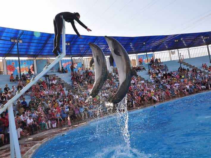 Dolphin Magic Show and Swim options in Sharm El Sheikh