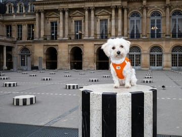 Colonne de Buren Photography Session in Paris