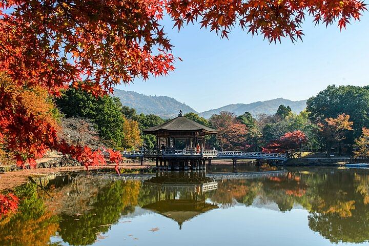 Discover Nara Park: A Day with Deer and Ancient Temples