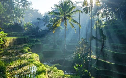 Bali: Full-Day Instagram Highlights Tour